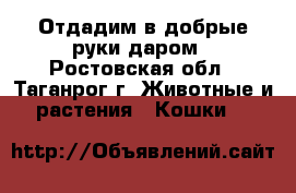 Отдадим в добрые руки даром - Ростовская обл., Таганрог г. Животные и растения » Кошки   